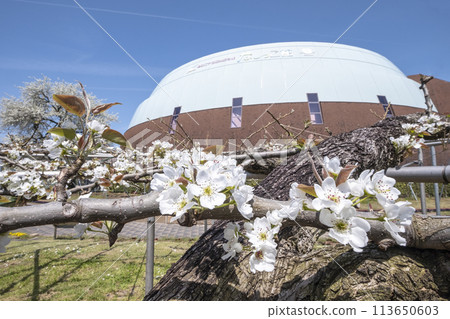 Pear flowers blooming at Nashikkokan, Kurayoshi City Pear flowers blooming at Nashikkokan, Kurayoshi City 113650603