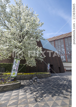 倉吉市四甲館梨花盛開 113650605