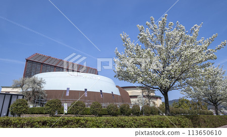 倉吉市四甲館梨花盛開 113650610