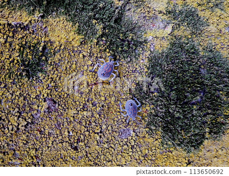 Larvae of Madara bug Larvae of Madara bug 113650692