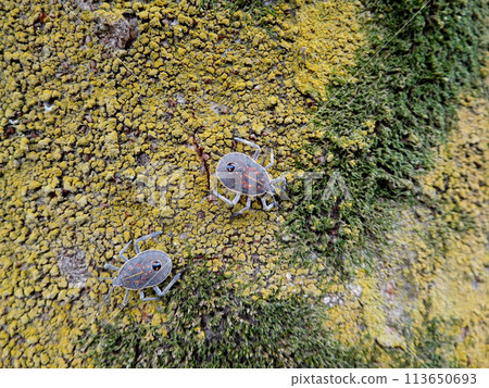 Larvae of Madara bug Larvae of Madara bug 113650693