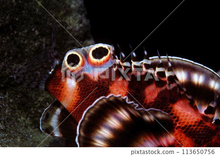 Close-up graphic material of finfish lionfish Close-up graphic material of finfish lionfish 113650756