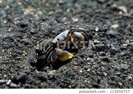 A crab watching the situation - A foot crab A crab watching the situation - A foot crab 113650757