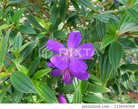 Sicono Buttan Flower Sicono Buttan Flower 113650764