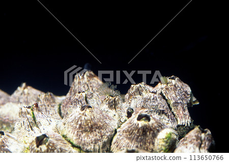 Barnacles extending their tendrils Black barnacles Tendrils Barnacles extending their tendrils Black barnacles Tendrils 113650766