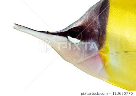 Close-up of a yellow-spotted amberjack, Yellow-spotted amberjack, white background 113650770