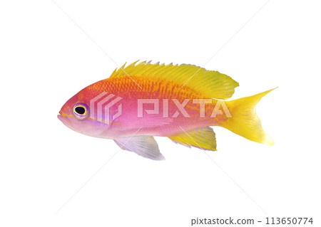 Scribbled Anthias, anthias species, white background 113650774
