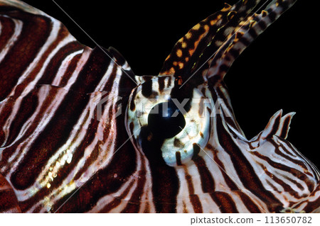 Lionfish face close-up graphic material black background 113650782