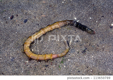 黑沙蠶、黑沙蠶、黑沙蠶 113650789