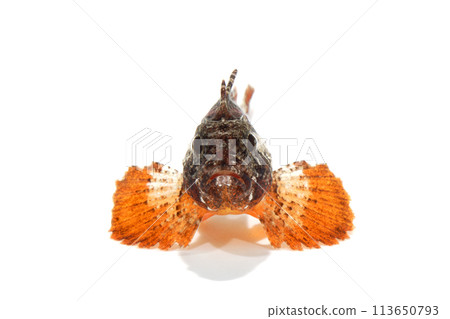 Scorpionfish, stonefish, white background 113650793