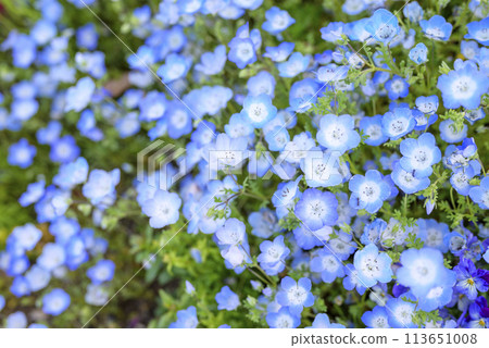 Nemophila flower field Spring flowers Spring material Nemophila flower field Spring flowers Spring material 113651008