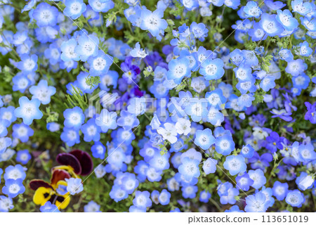 Nemophila flower field Spring flowers Spring material Nemophila flower field Spring flowers Spring material 113651019