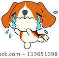 狗（比格犬）獨自哭泣 113651098