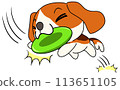 狗（比格犬）單次飛盤接球 113651105