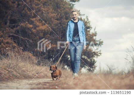 red Dachshund dog walking with his owner in a pine forest red Dachshund dog walking with his owner in a pine forest 113651190