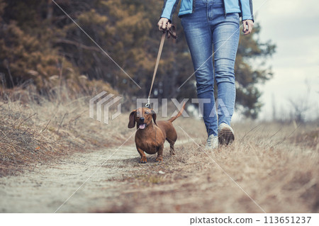 red Dachshund dog walking with his owner in a pine forest 113651237