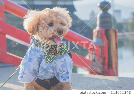 Dog and Matsumoto Castle Dog and Matsumoto Castle 113651348