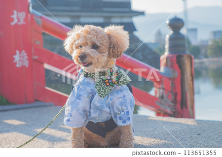 Dog and Matsumoto Castle 113651355