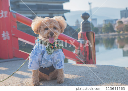 狗狗和松本城 113651363