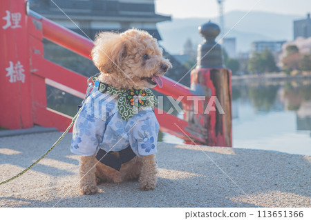 狗狗和松本城 狗狗和松本城 113651366