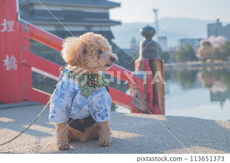 Dog and Matsumoto Castle Dog and Matsumoto Castle 113651373