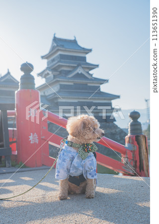 Dog and Matsumoto Castle Dog and Matsumoto Castle 113651390