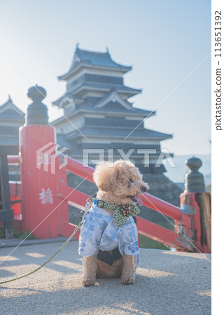 Dog and Matsumoto Castle Dog and Matsumoto Castle 113651392