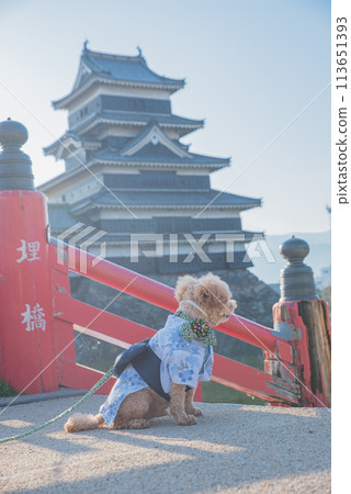 Dog and Matsumoto Castle Dog and Matsumoto Castle 113651393
