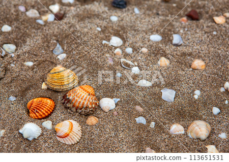 natural shells on the seashore close-up. Beach summer background natural shells on the seashore close-up. Beach summer background 113651531