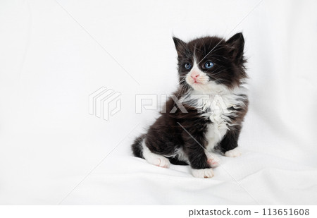 Kitten cat sits Kitten cat sits 113651608