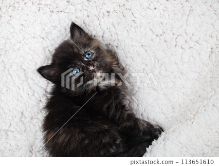 Tortoiseshell kitten cat Tortoiseshell kitten cat 113651610