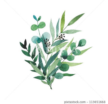 Bouquet of watercolor foliage. Eucalyptus branches. Hand drawn botanical illustration isolated on white background. Bouquet of watercolor foliage. Eucalyptus branches. Hand drawn botanical illustration isolated on white background. 113651668