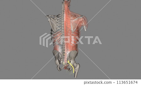 The common peroneal nerve, also known as the common fibular nerve 113651674