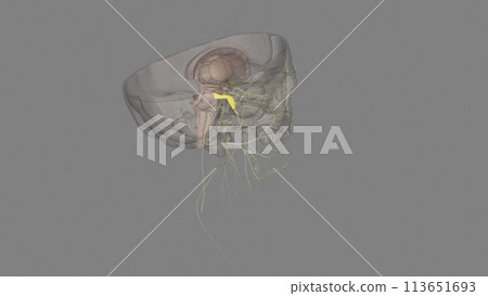 The trigeminal ganglion is located lateral to the cavernous sinus, in a depression of the temporal bone 113651693