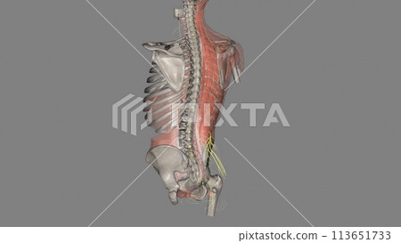 The superior cluneal nerves are pure sensory nerves that innervate the skin of the upper part of the buttocks 113651733