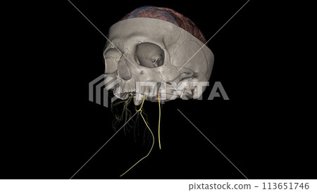 The spinal accessory nerve is a purely motor entity. It innervates both the trapezius and the sternocleidomastoid muscles The spinal accessory nerve is a purely motor entity. It innervates both the trapezius and the sternocleidomastoid muscles 113651746