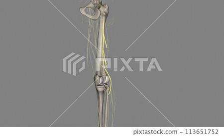 The common peroneal nerve is the smaller and terminal branch of the sciatic nerve 113651752