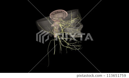 The cranial nerves are a set of 12 paired nerves in the back of your brain 113651759