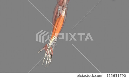 The flexor digitorum superficialis flexes the middle phalanges of the medial four digits at the proximal interphalangeal joints The flexor digitorum superficialis flexes the middle phalanges of the medial four digits at the proximal interphalangeal joints 113651790