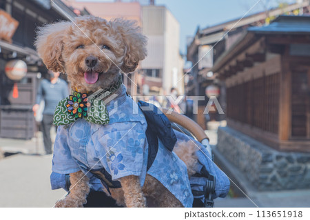 在飛驒高山與狗狗散步 113651918