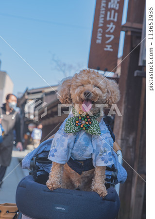 Walking with dogs in Hida Takayama Walking with dogs in Hida Takayama 113651936