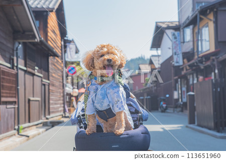 在飛驒高山與狗狗散步 113651960