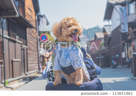 在飛驒高山與狗狗散步 在飛驒高山與狗狗散步 113651961
