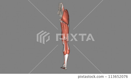 Lower Limb, Muscles and Bones Lower Limb, Muscles and Bones 113652076