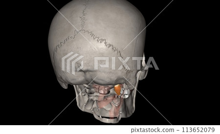 Obliquus capitis superior, or superior oblique, is a small paired muscle located deep in the upper cervical region 113652079