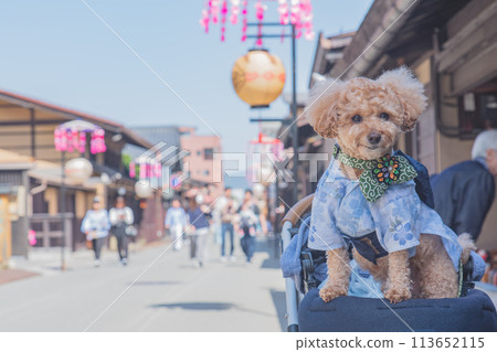 Walking with dogs in Hida Takayama 113652115