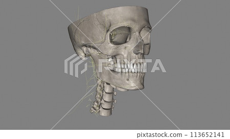 Head, All Systems 113652141