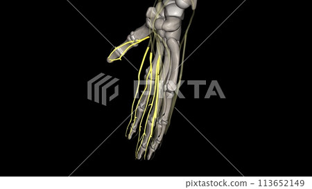 Proper palmar digital nerves of the median nerve 113652149