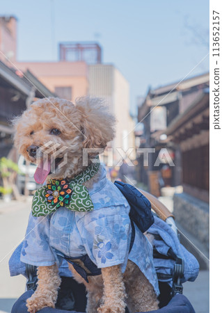 Walking with dogs in Hida Takayama 113652157