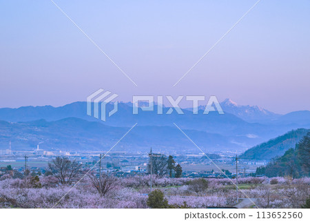 戶隱山脈 Morgenrot 和山下綻放的杏花【千曲市】 113652560
